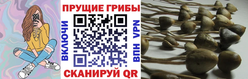 Псилоцибиновые грибы прущие грибы Барабинск
